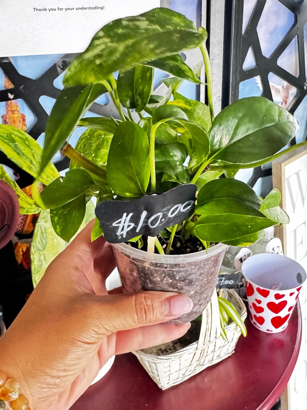 Small Green Pothos in Clear Nursery Pot - Bright Green Foliage